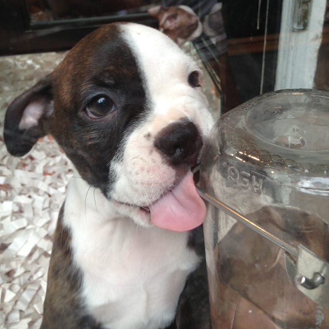 Puppy Love